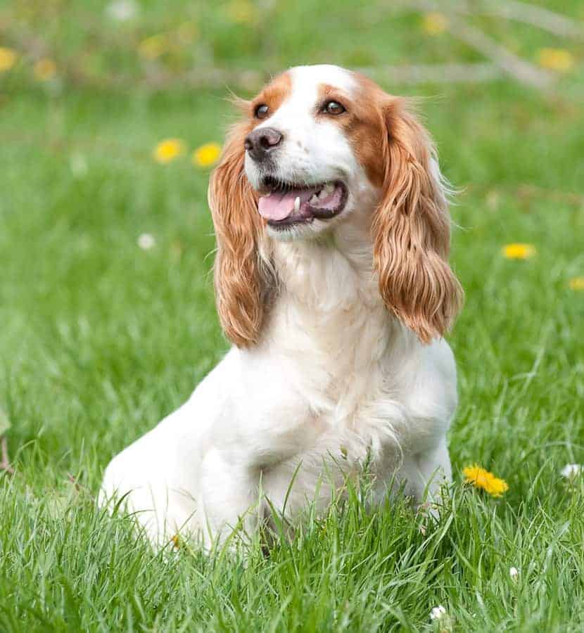 Cocker