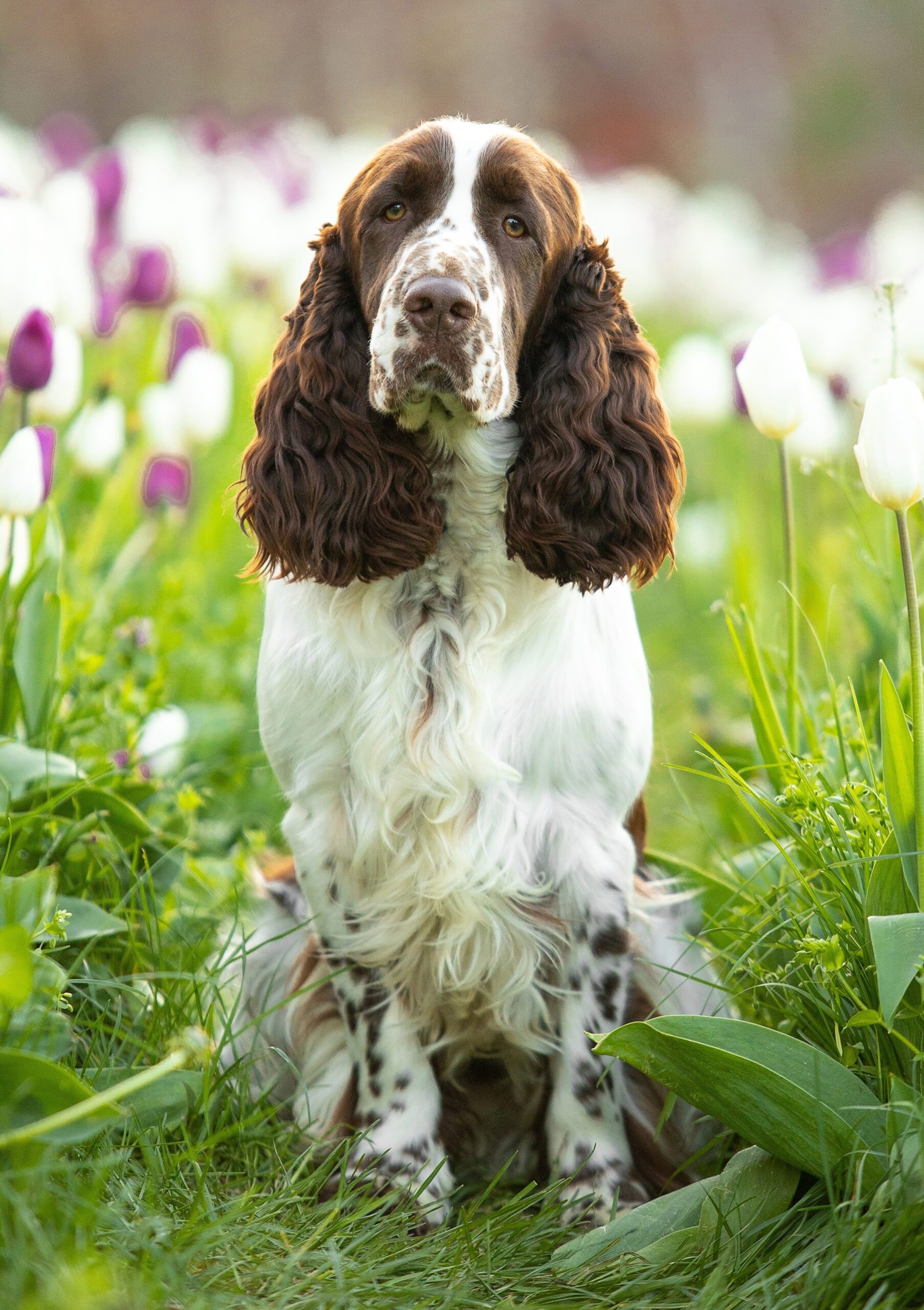 shutterstock_2308649123_springer_utst